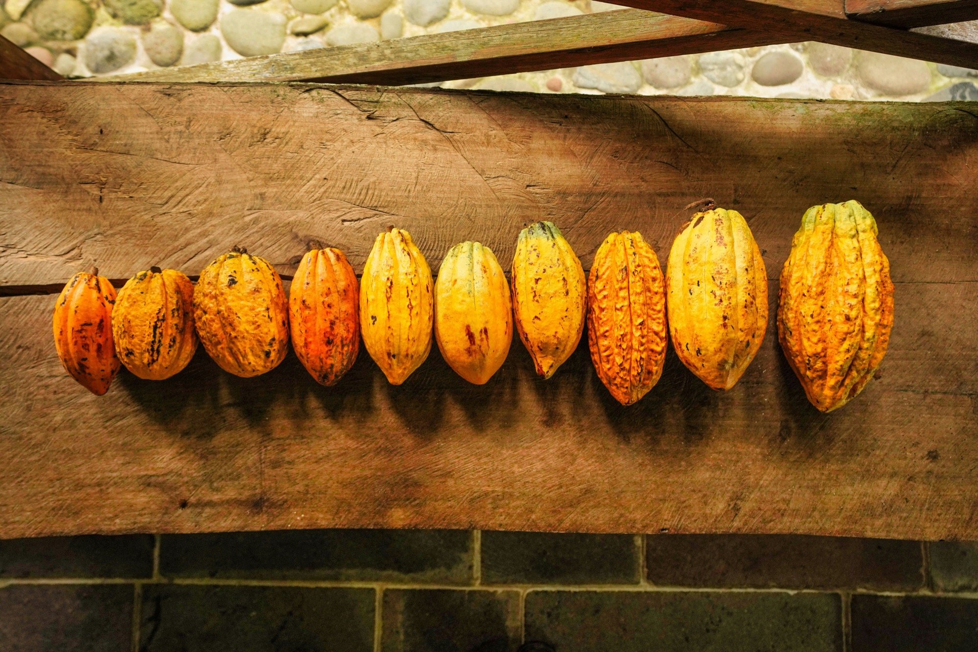 Kakaoschoten aus Chiapas